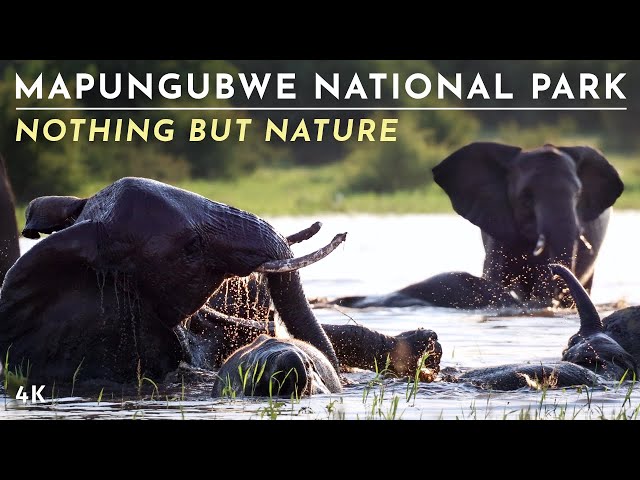 Nature Therapy: Mapungubwe National Park (4K)