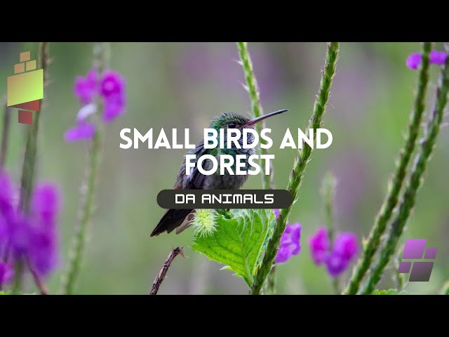 Small Birds  and Sounds 1080HDK | Da animals Film