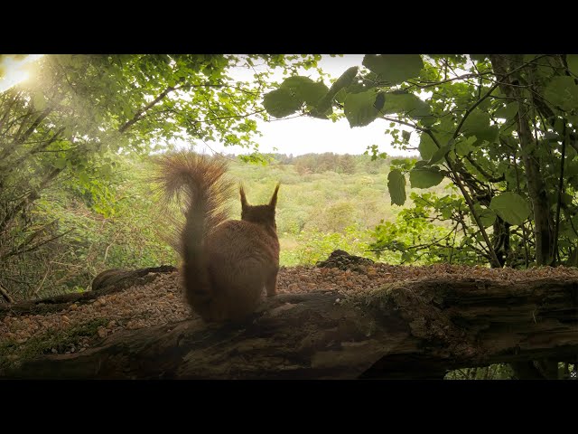 🔴 Birds and Squirrels in the Forest - 24/7 LIVE by Morten Hilmer ©