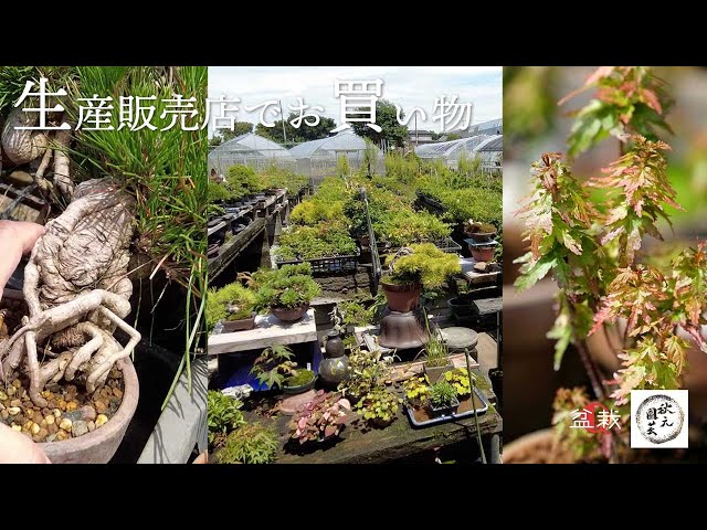 Original variety? A large amount of bonsai! Introduction of Akimoto Gardening [Bonsai Q]