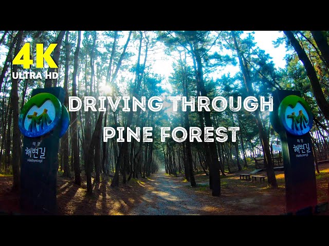 4K Drive Video | Driving through beautiful pine forest | Nature of Korea