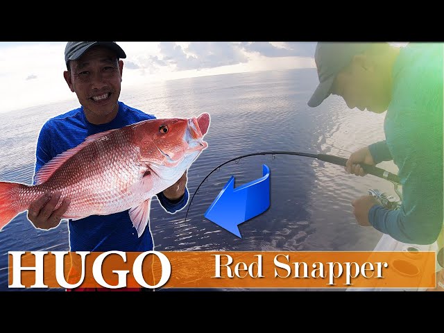 Câu cá khủng ở Mỹ - Cá Hồng Khủng ở Mỹ  | Red Snappers Fishing in Florida