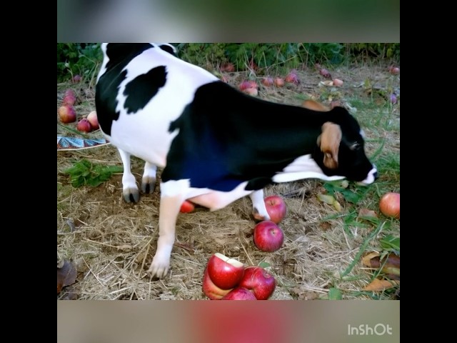 Apple dog TikTok Compilation NEW #appledog #tiktok #ai #memes #minimaxai #minimax #minimaxtv #meme