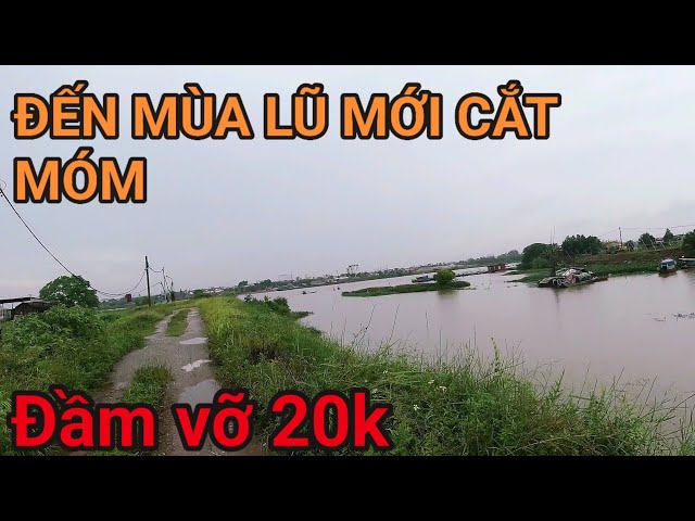 GẦN HAI NĂM MỚI CẮT MÓM TẠI ĐẦM VỠ 20K Ở CHÂN CẦU HÀN HẢI DƯƠNG#câucasong#fishing