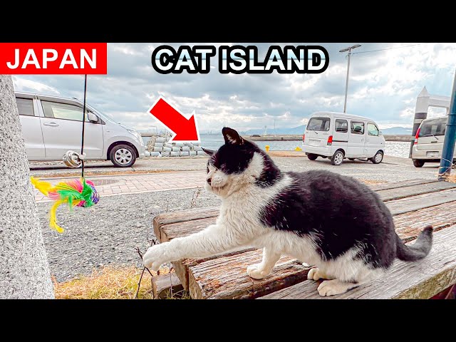 Japan's Cat Paradise Island Day Trip🐱🇯🇵 in Fukuoka