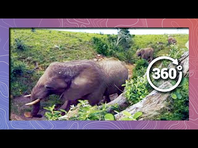 Elephants in 360 4K - Bird's Eye View (Wildlife and Nature 2018)