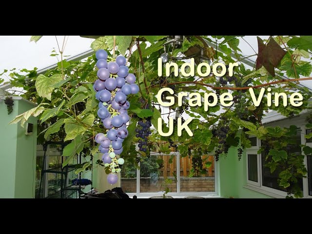 How to Grow Huge Fruiting Magical Indoor Grape Vines at Home UK