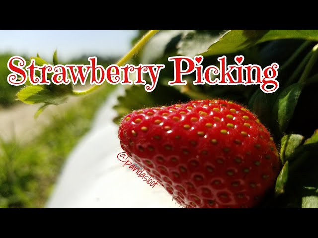 Picking Strawberries! 360 view