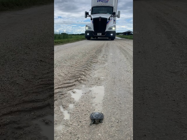 Turtle vs Truck 🐢🚚 #trucking #truckinglife #localtruckdriver