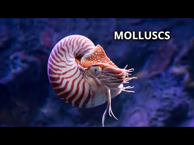 The ALIEN World of Deep Ocean Molluscs!