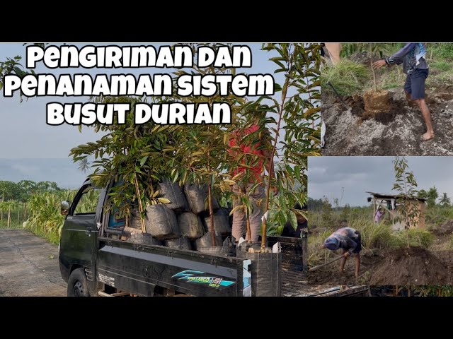 Pengiriman dan Penanaman Bibit Durian 2 Meter