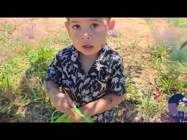 Cherry Picking California family Kids zaki