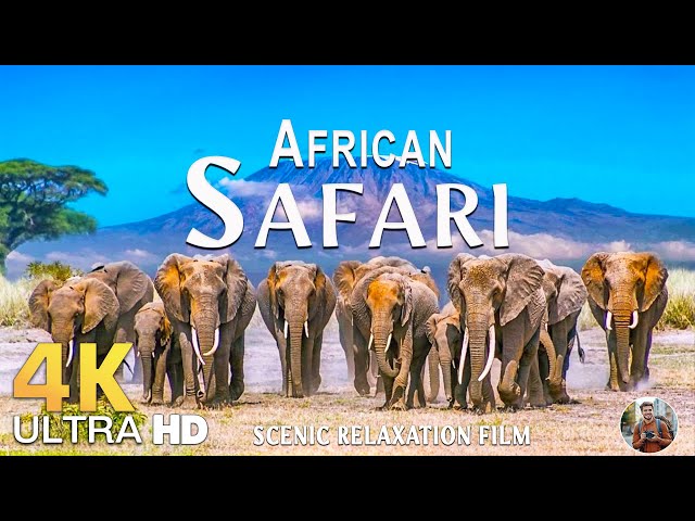 African Safari 4K • Wildlife Relaxation Film With Calming Music | Animals Video Ultra HD