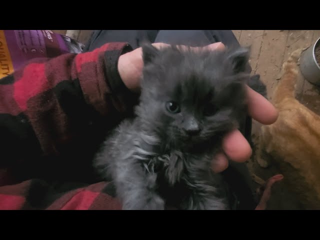 Kittens and their First Kibbles!