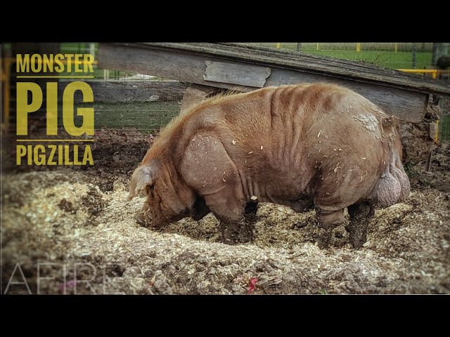 Monster Pig | Hogzilla in Wisconsin