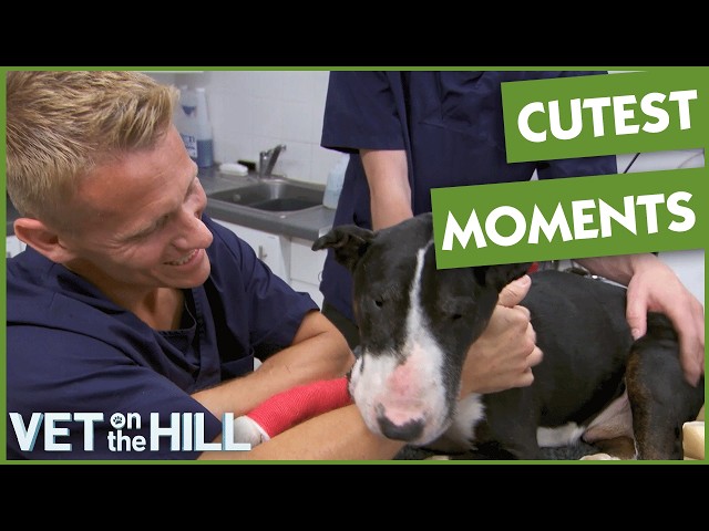 Top 5 Most Heartwarming Episodes Of Vet On The Hill! 😍