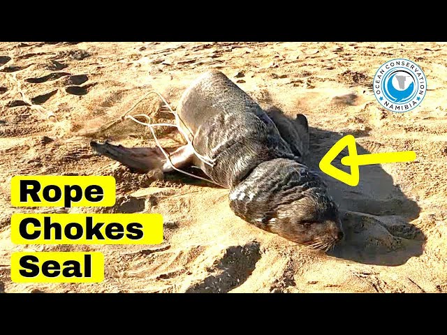 Rope Chokes Seal