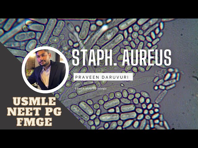 Microbiology- Gram +ve organisms Staph. Aureus video || For students of medical examinations