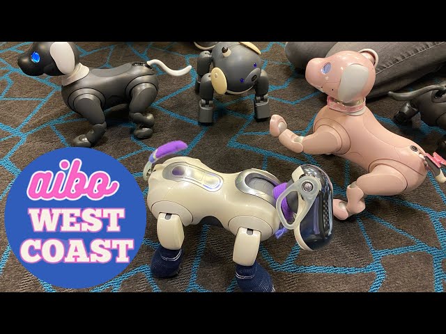 Sony Aibo West Coast ‘24 Meetup With Maddie! Robots Everywhere! Event Clips/Videos/Moments