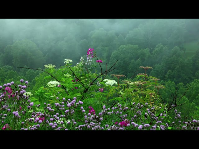 Rain Sounds with Tibetan Singing Bowls and Birds chirping [ Sleep Mode Music ]