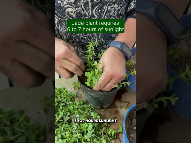 🌱💚Jade Plant Propagation with 100% Success Rate 🌿 #jade #shorts #propagation