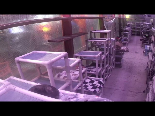 Furball Farm Cat Sanctuary Live Stream