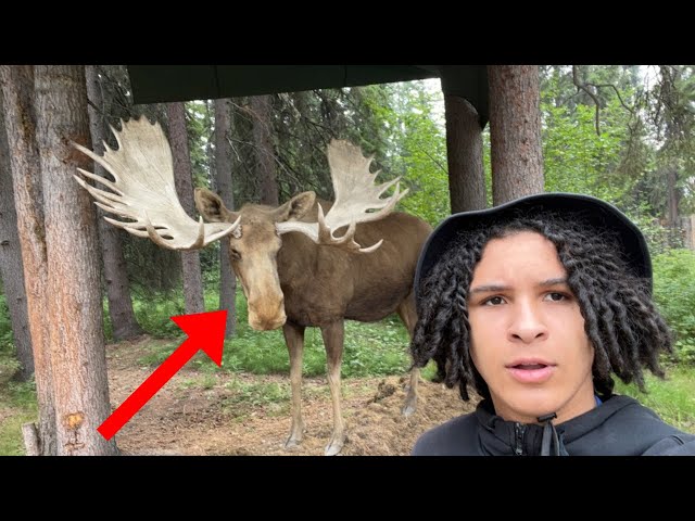 Incredible Wildlife Encounter: A Moose Surprise in Alaska