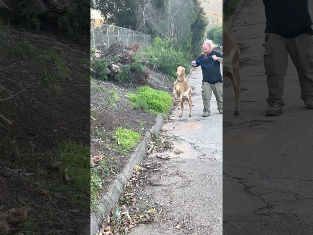 Just taking our goat for a walk !