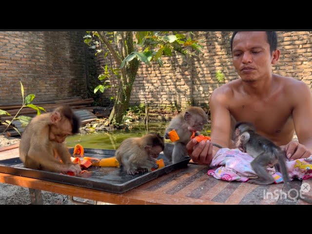 The baby monkey Luna is checked on her condition by her friend