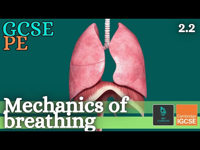 GCSE PE - MECHANICS OF BREATHING - Anatomy and Physiology (Respiratory System - 2.2)