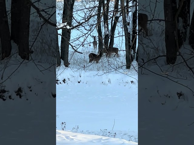 A few deer foraging in the snow before dark in northern Wisconsin. Wonder how many are in the state?