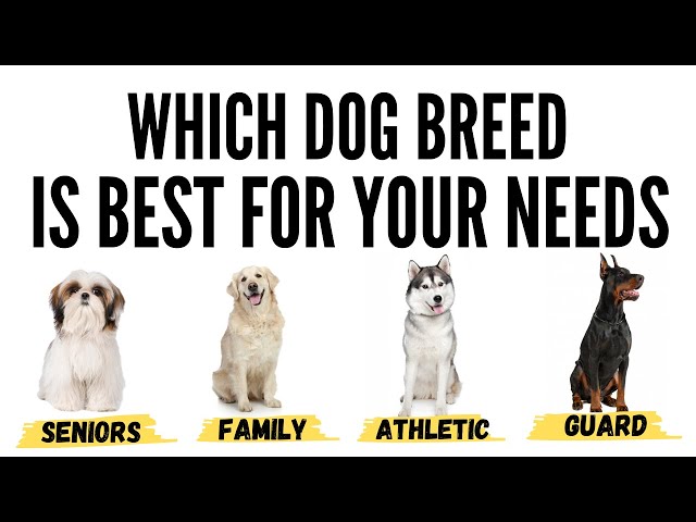 How to Choose the Perfect Dog Breed - Choose the Best Dog Breed for you