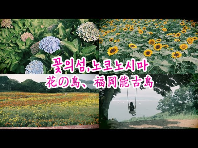 후쿠오카 섬투어 1탄 / 꽃의섬 노코노시마 브이로그 + 일상일본어 알려드릴게요