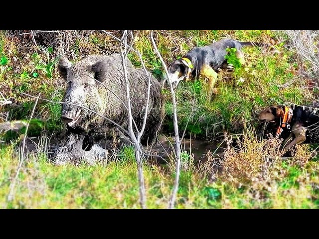 Dev Yaban Domuzu Avı / Giant Boar Hunt