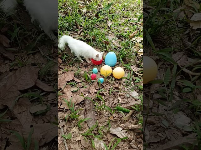 Finding eggs and cute cat #egg #cutecat #cat