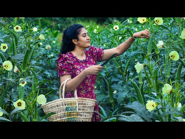 Lady's finger! 🫛 okra jel for sweets & made spicy recipes in rainy season!