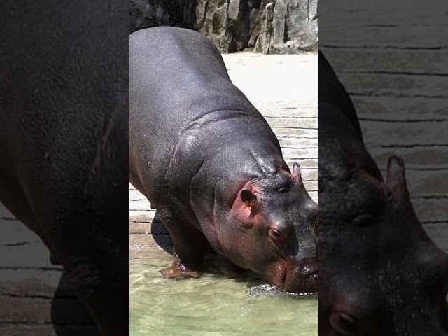 Little hippopotamus drinks water like this #panda #hedgehoge #zoo