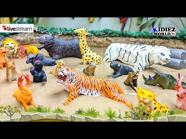 Zoo Animals Learn About Different Habitats | Kidiez World Tv Live Stream