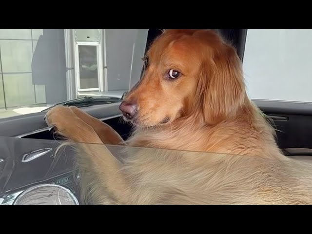 New Funny Animals 2024 😂 Funniest Cats and Dogs Videos 😺🐶