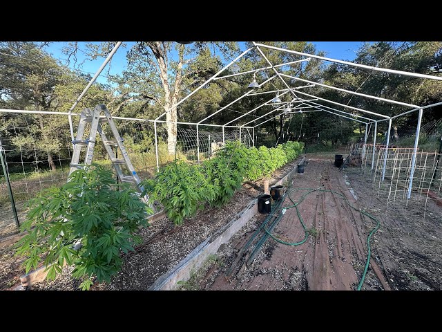 2024 outdoor cannabis grow Northern California