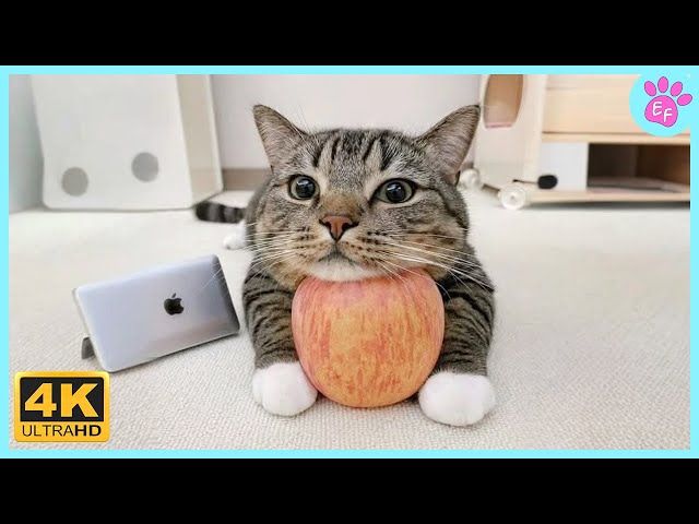 The CUTEST Cat Ever! ❤️ Best Cute Cat Videos 2024