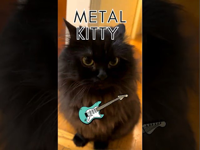 Heavy Metal vs. Catnip: Which One Rules?