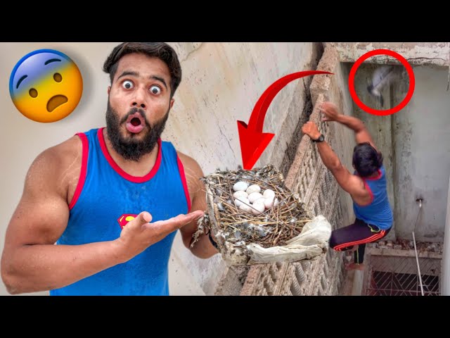 kabutaron ke ghosle se Sare Ande nikal liye kyon ? 😨 | Syed Fahad | the fun fin |