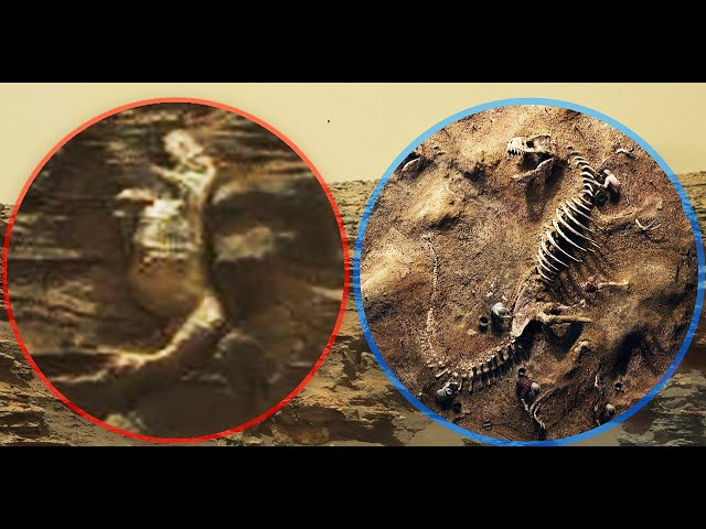 Fossilized Remains of a Dinosaur from Mars?