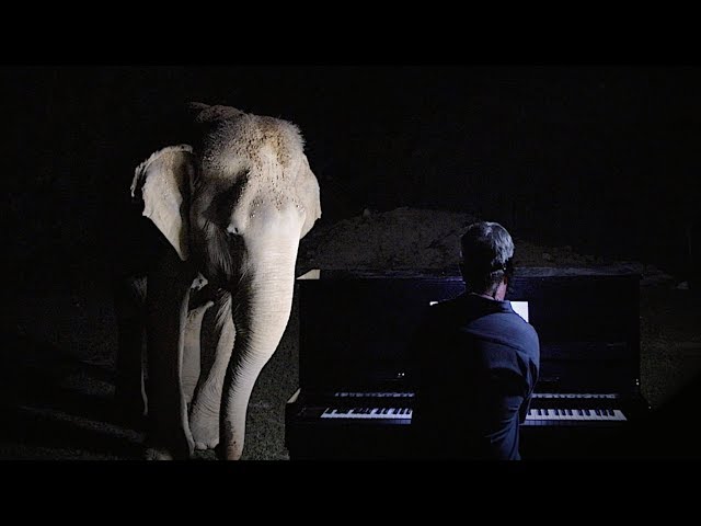 “Silent Night” on Piano for Blind Elephant