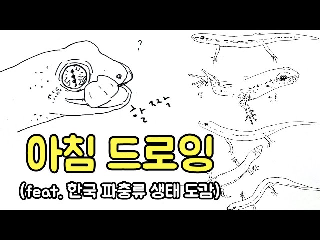 정배속 드로잉 20 - 아침 드로잉(feat. 한국 파충류 생태 도감)