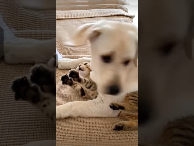 Adorable dog likes to challenge cats. #dog