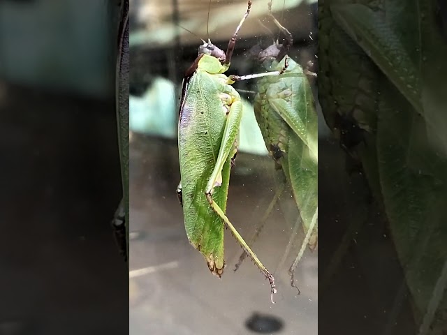 Kuranda Spotted Katydid, Ephippitytha Kuranda. Botanic Gardens Cairns.