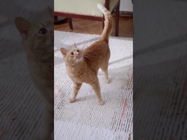 Ginger cat looking around new short video ! best cat videos ! funny cat videos 2021 clean ! #shorts