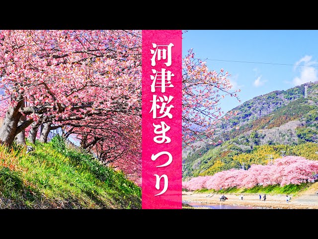 Kawazu Cherry Blossom Festival[Sakura2022🌸Kawazu Cherry Blossom Festival that tells Izu about spring